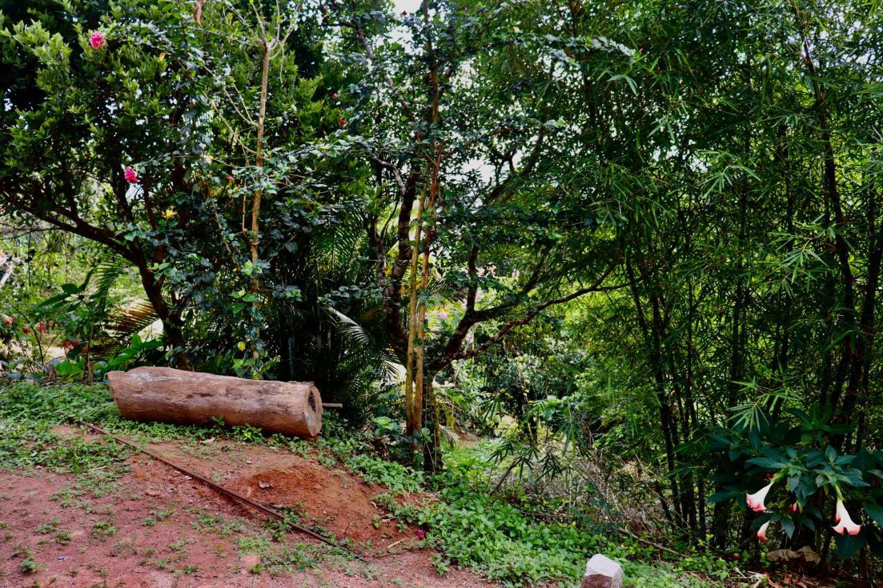 Coorg Nature Breeze Home Stay Madikeri Eksteriør billede